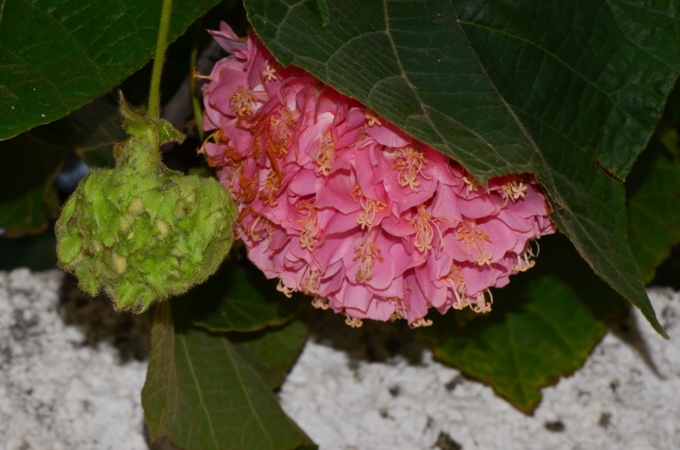 Image of Dombeya × cayeuxii specimen.