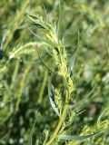 Artemisia dracunculus