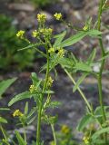 Sisymbrium officinale. Верхушка цветущего растения. Ленинградская область, Всеволожский район, окрестности посёлка Мурино, железнодорожная станция Девяткино. 13.06.2009.