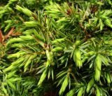 Juniperus hemisphaerica. Верхушки веточек. Краснодарский край, хр. Аибга, ~2500 м н.у.м., субальпийский луг. 02.07.2015.