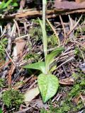 Goodyera repens. Нижняя часть побега с прикорневой розеткой листьев. Свердловская обл., окр. г. Североуральск, травяно-моховой сосняк с елью на известняках. 02.08.2006.