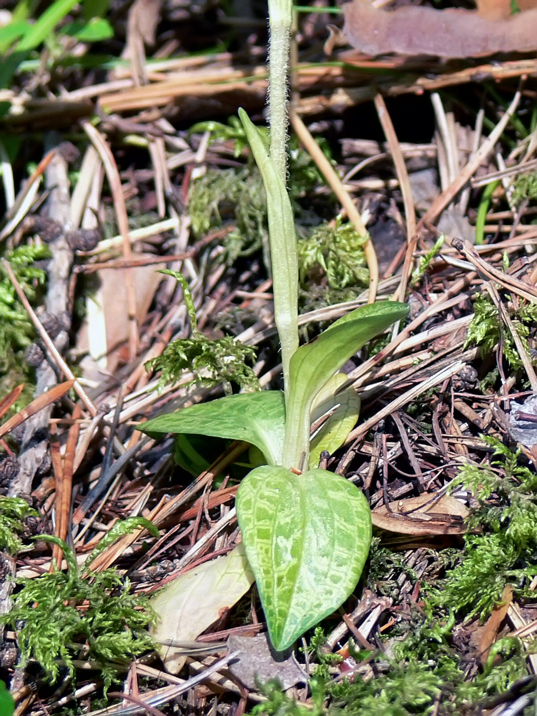 Изображение особи Goodyera repens.