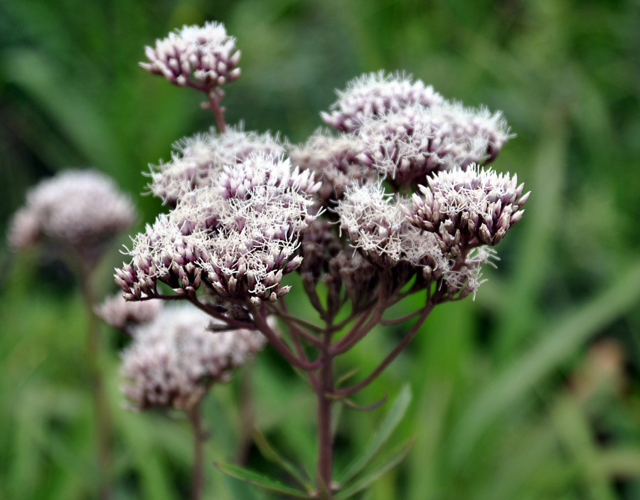 Image of Eupatorium lindleyanum specimen.