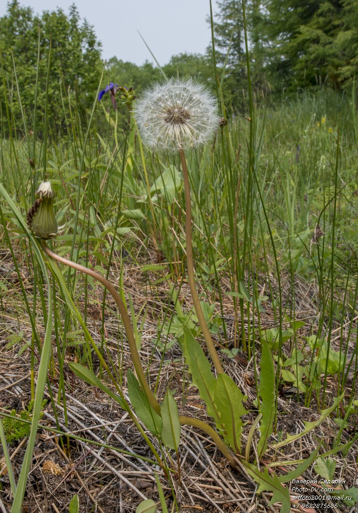 Изображение особи род Taraxacum.