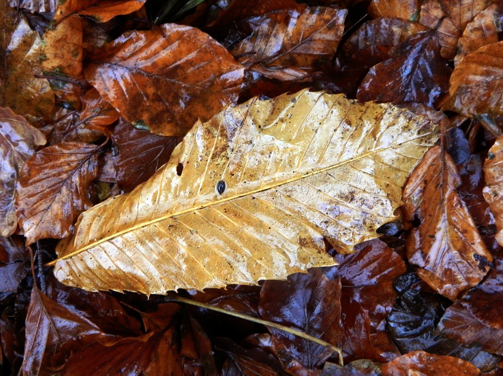 Image of Castanea sativa specimen.