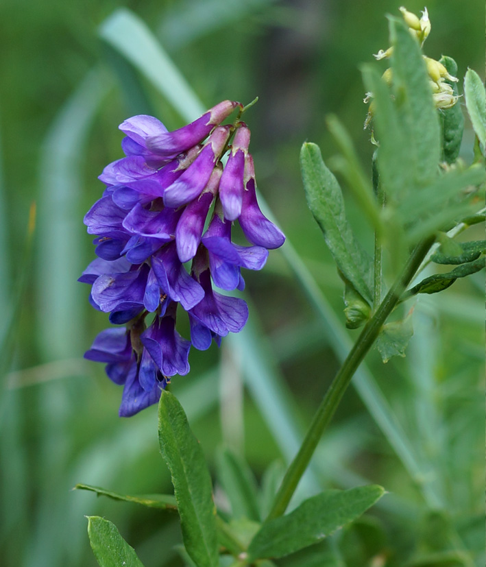 Image of Vicia amoena specimen.