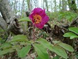 Paeonia caucasica