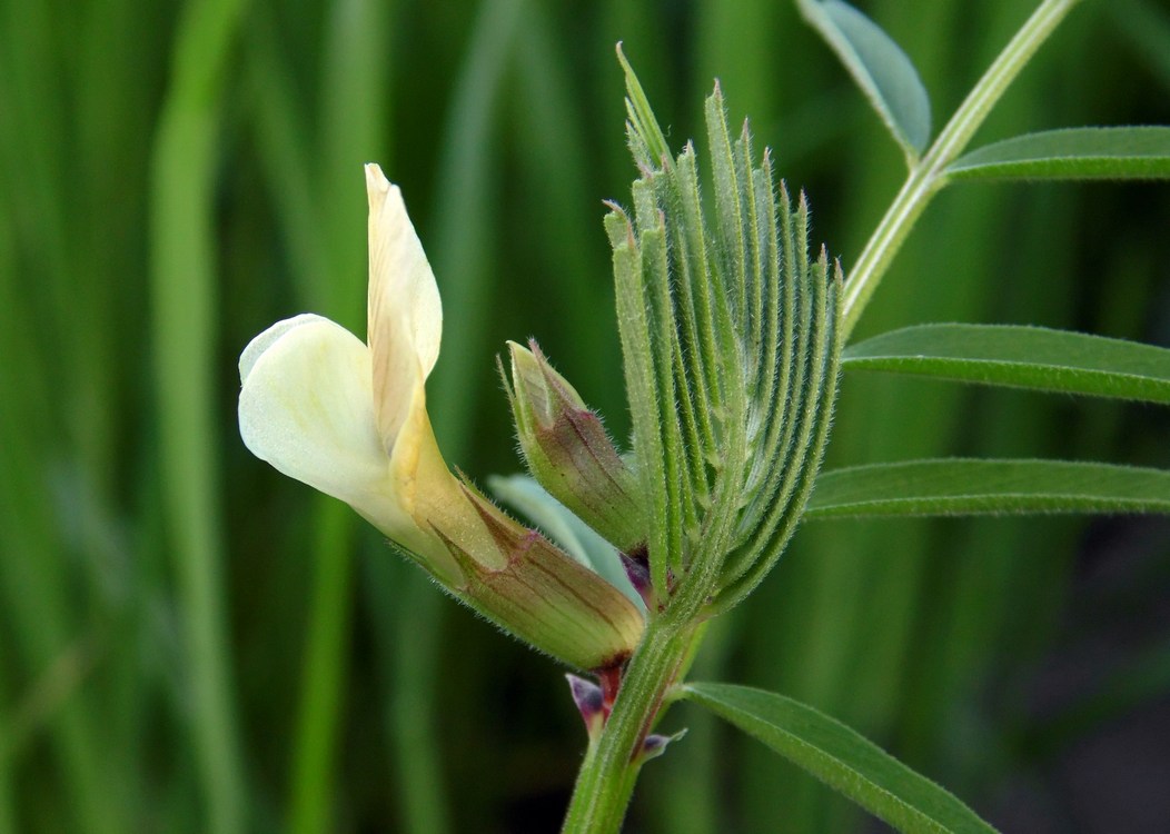 Image of Vicia biebersteinii specimen.
