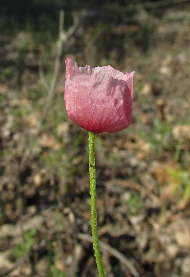 Изображение особи Papaver stevenianum.