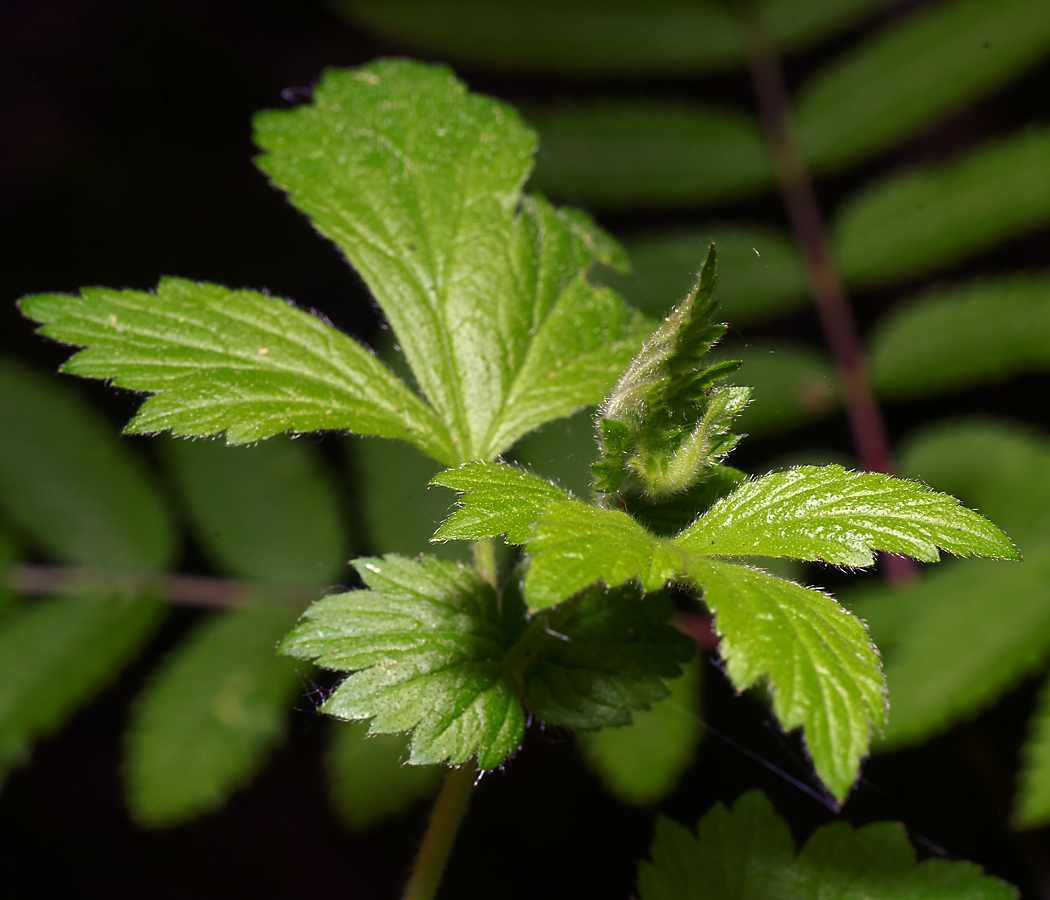 Image of Geum rivale specimen.