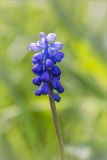 род Muscari