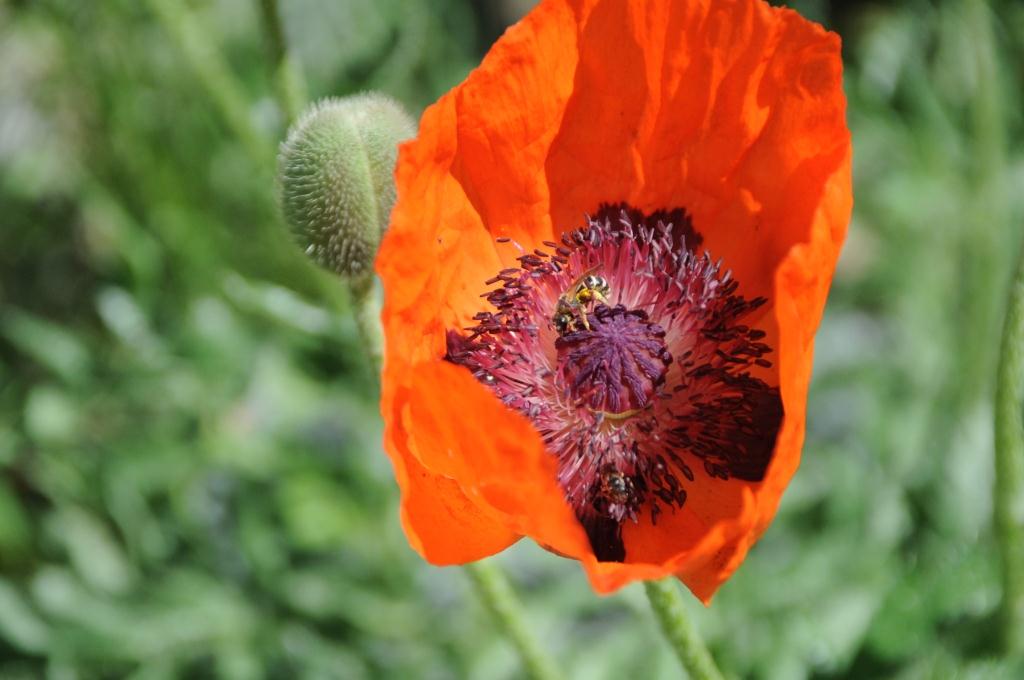 Image of Papaver orientale specimen.