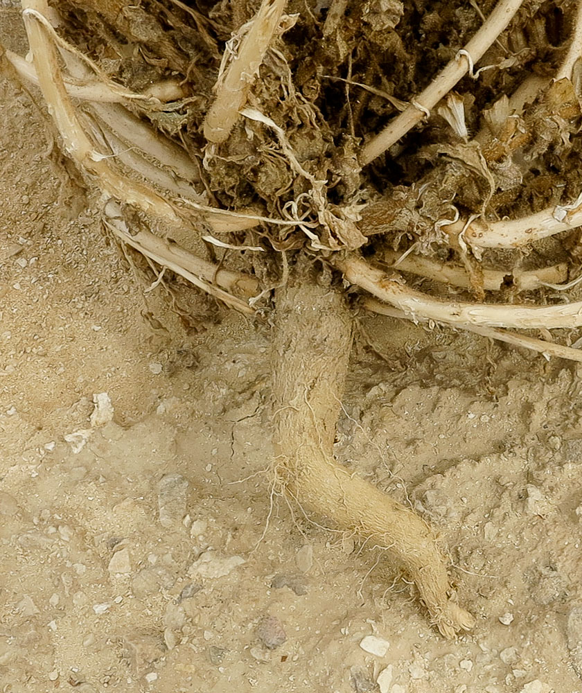 Image of Hyoscyamus desertorum  specimen.