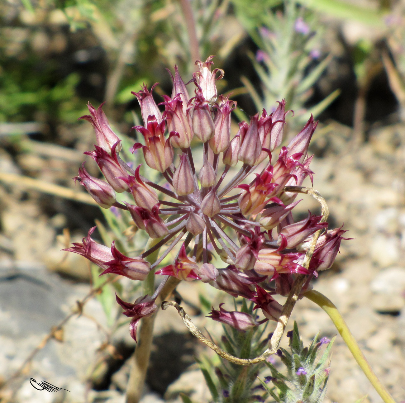 Image of Allium kujukense specimen.