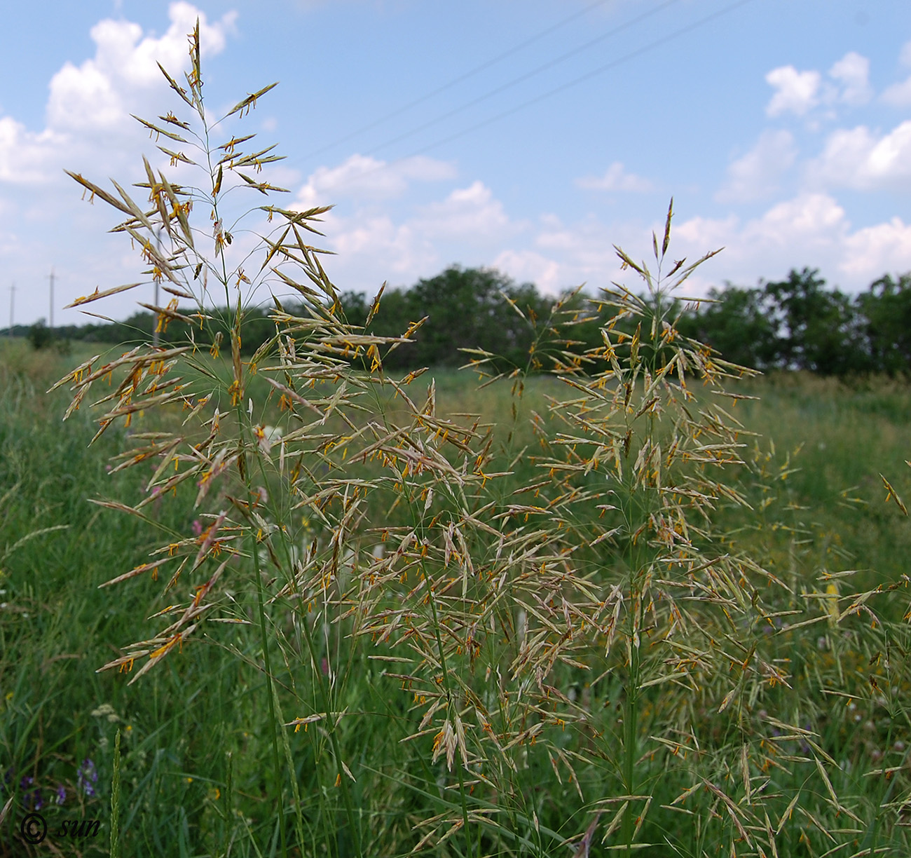 Изображение особи Bromopsis inermis.