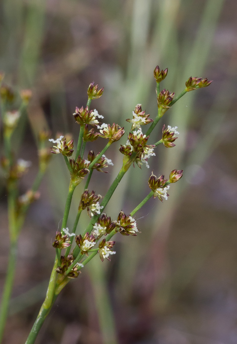 Image of Juncus articulatus specimen.