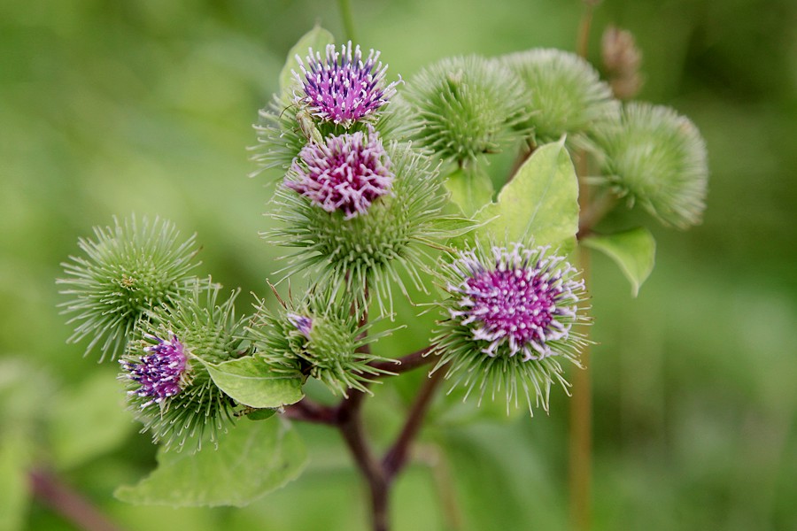 Image of Arctium lappa specimen.