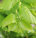 Tilia begoniifolia. Верхушка побега с молодой листвой. Черноморское побережье Кавказа, г. Новороссийск, в культуре. 23 апреля 2016 г.