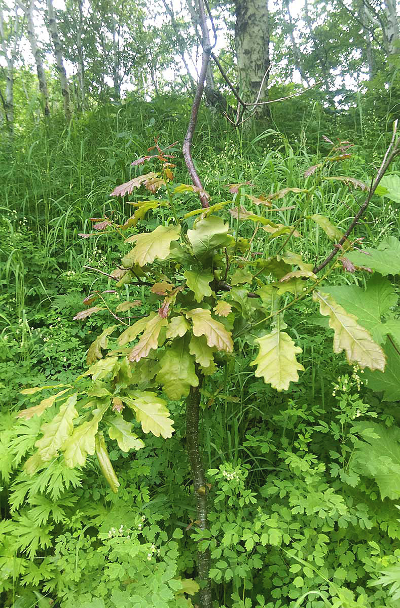 Изображение особи Quercus mongolica.