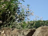 Gypsophila pacifica. Соцветия. Приморье, окр. г. Находка, в расщелине скалы. 04.08.2016.