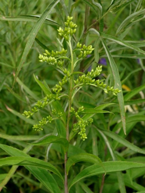 Изображение особи Solidago gigantea.