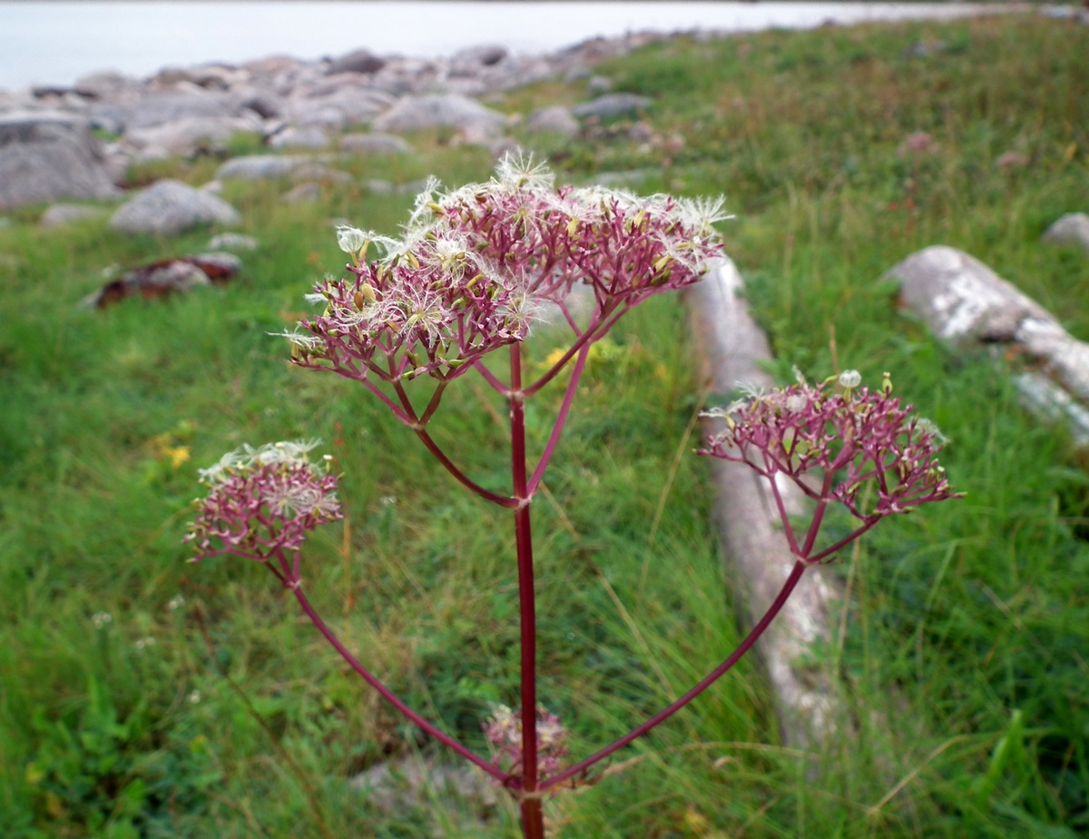 Image of Valeriana sambucifolia specimen.