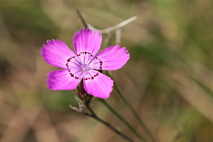 Image of Dianthus fischeri specimen.