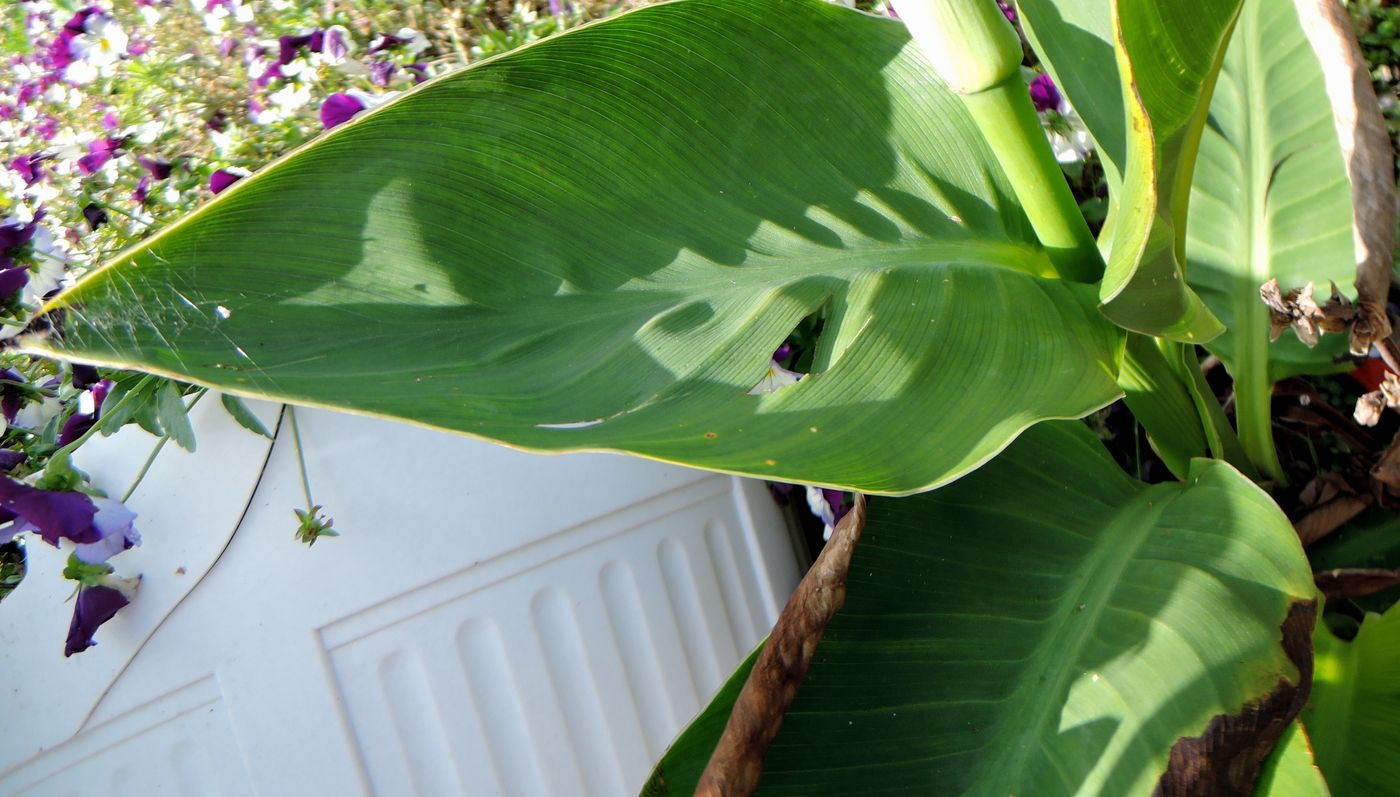 Image of Canna &times; generalis specimen.