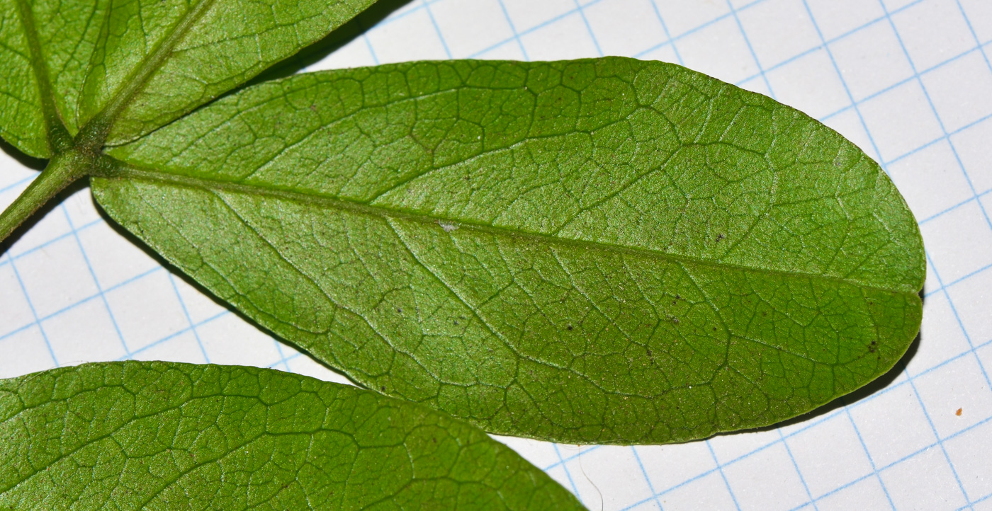 Image of Sophora secundiflora specimen.