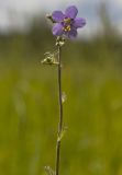 Polemonium caeruleum. Верхушка побега с цветком и бутонами. Тверская обл., Кимрский р-н, окр. дер. Сыркино, залежь. 10.06.2015.