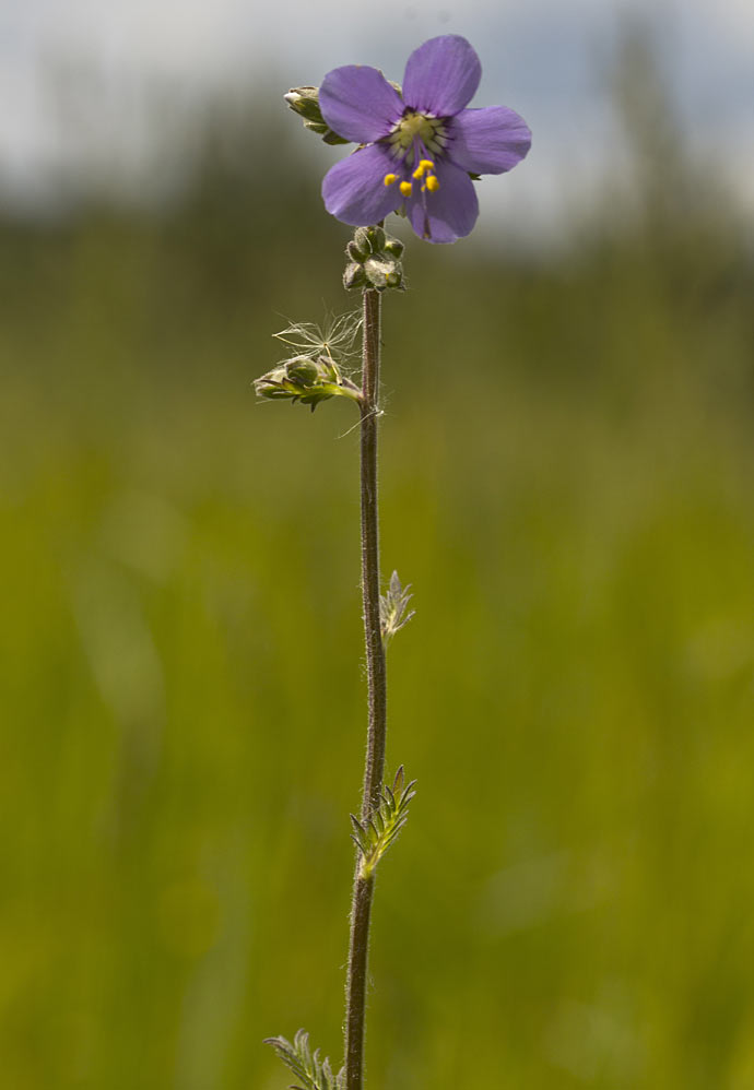 Изображение особи Polemonium caeruleum.