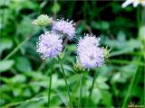 Succisa pratensis
