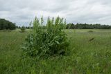 Rumex confertus