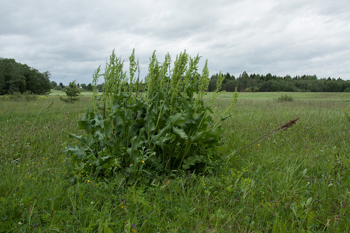 Image of Rumex confertus specimen.