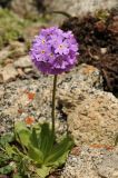 Primula algida