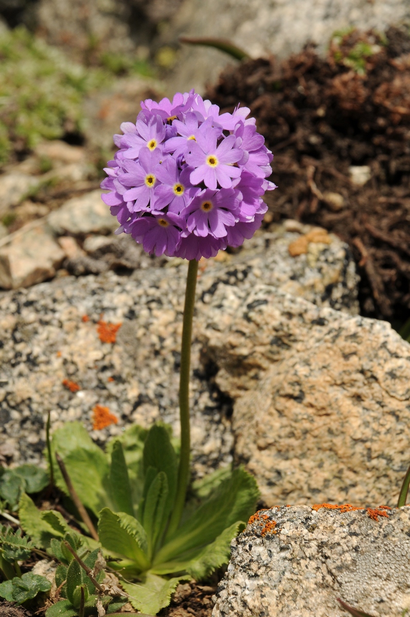 Изображение особи Primula algida.