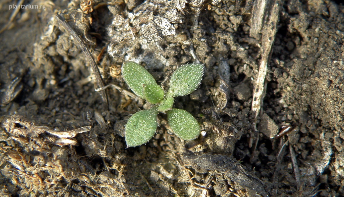 Изображение особи Arenaria uralensis.