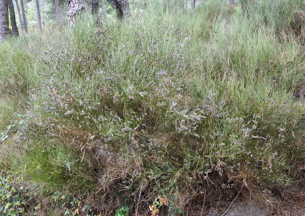 Image of Cytisus oromediterraneus specimen.