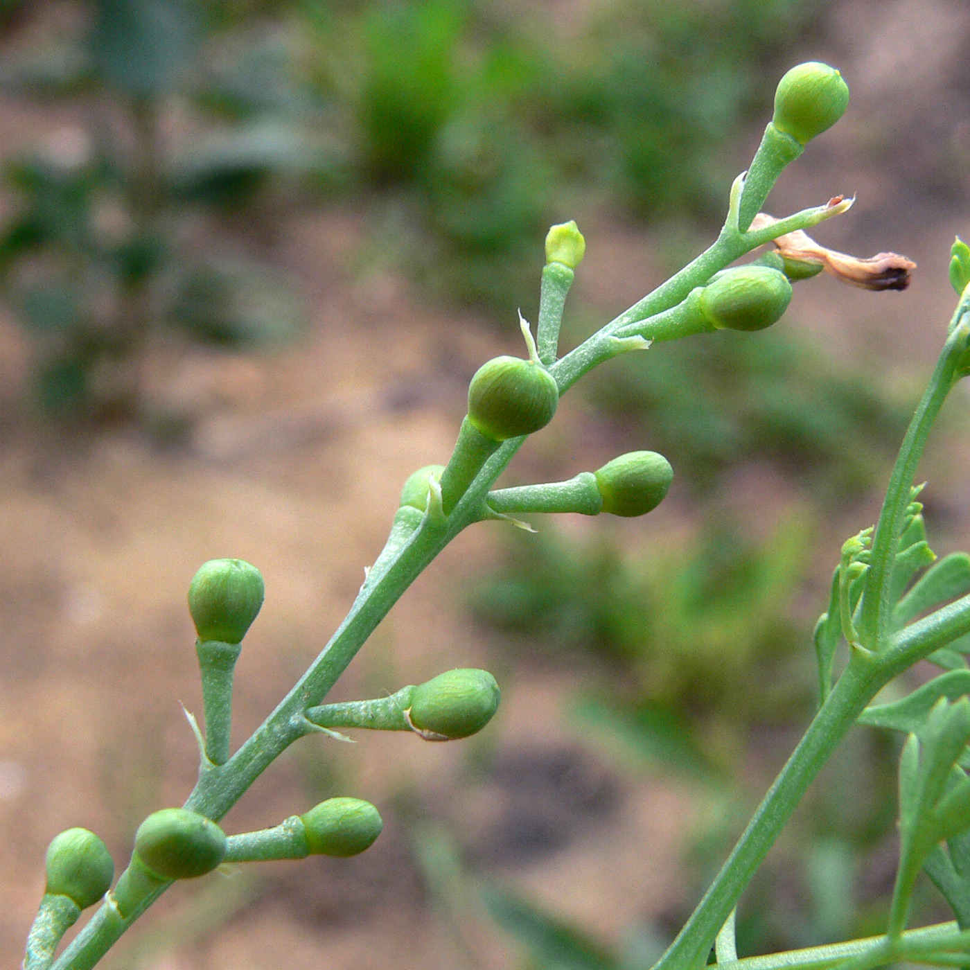 Изображение особи Fumaria officinalis.