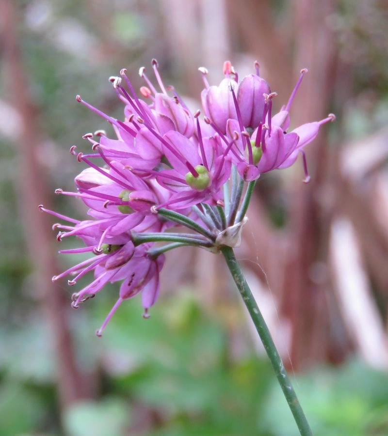 Изображение особи Allium thunbergii.
