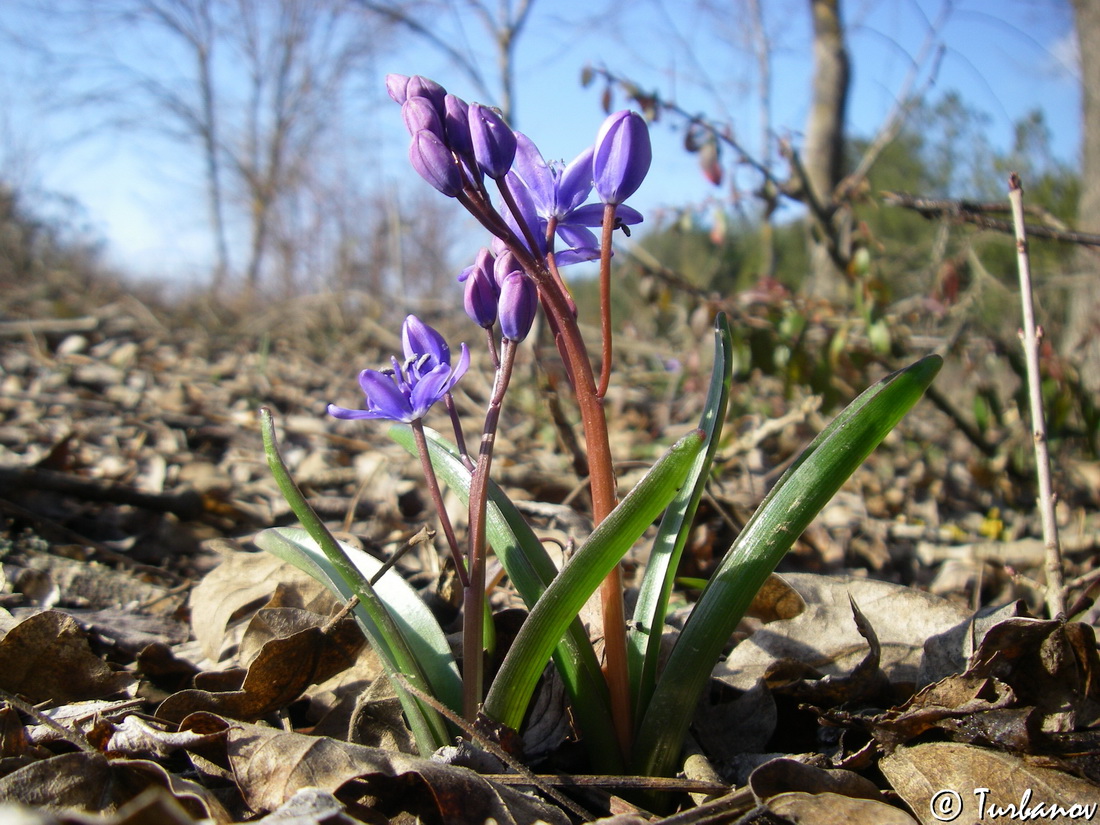 Изображение особи Scilla bifolia.