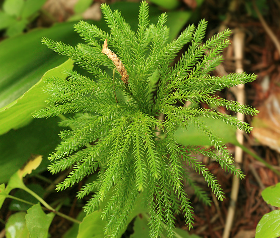 Image of Lycopodium juniperoideum specimen.