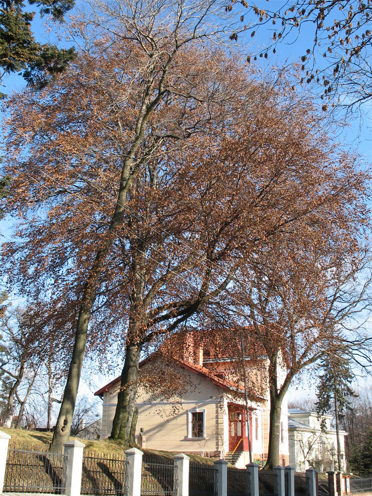 Image of Fagus sylvatica specimen.