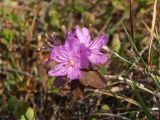 Rhododendron lapponicum. Верхушка побега с цветками. Магаданская обл., Ольский р-н, Ольское побережье, окр. мыса Нюкля, кустарниковая тундра. 05.06.2016.