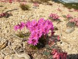 Primula cuneifolia. Цветущие растения в сообществе с Dicentra peregrina. Магаданская обл., Ольский р-н, бассейн р. Окса, на щебнистой сопке. 04.06.2012.