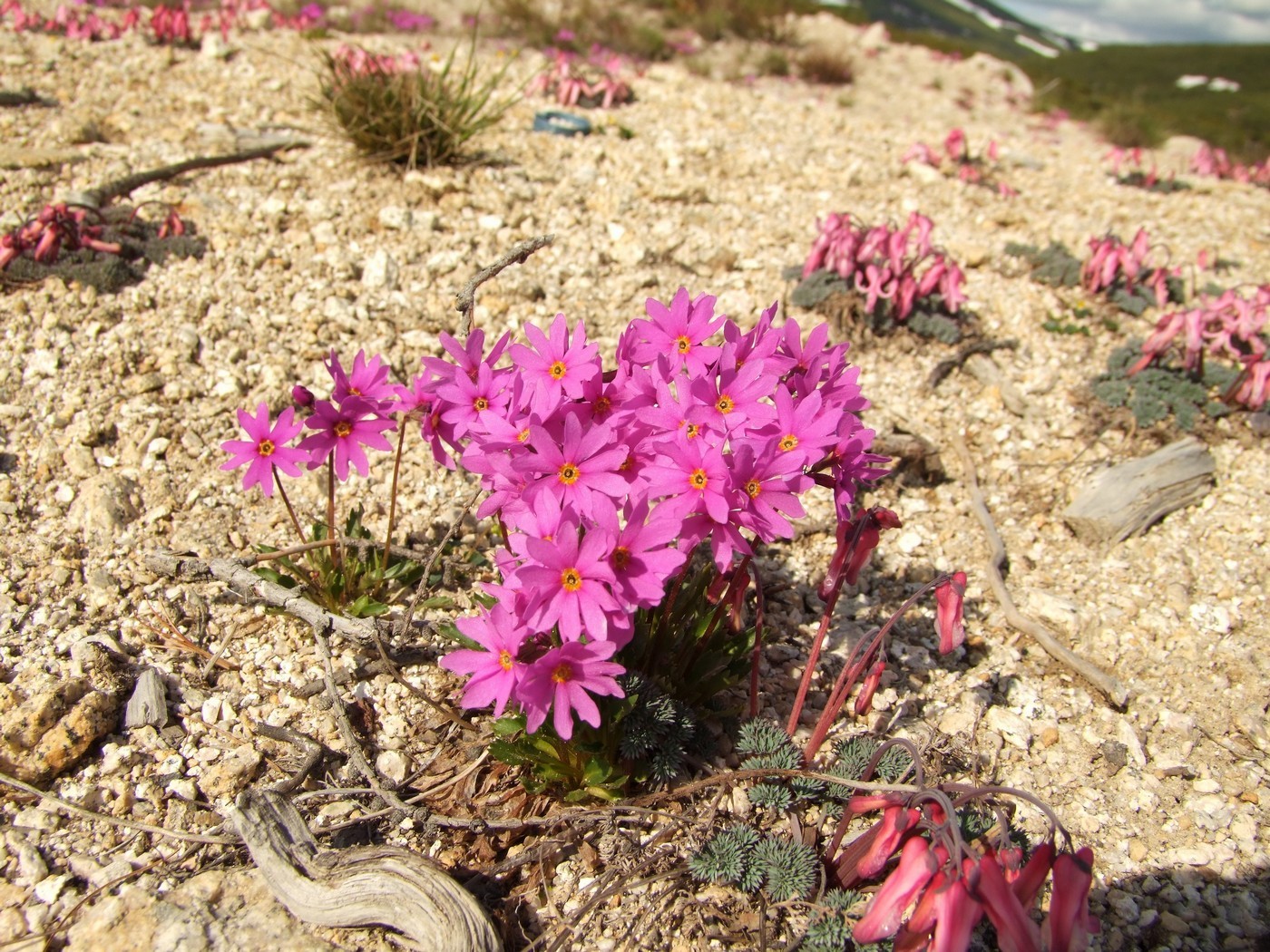 Image of Primula cuneifolia specimen.