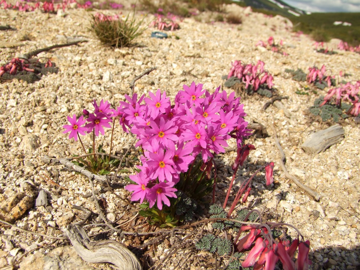 Изображение особи Primula cuneifolia.