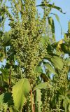 Cyclachaena xanthiifolia