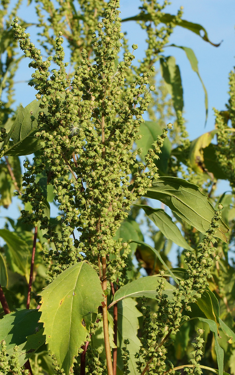Изображение особи Cyclachaena xanthiifolia.