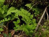 Cystopteris fragilis. Вегетирующие растения на моховой подстилке. Магаданская обл., окр. Магадана, бухта Нагаева, Морпортовская сопка, над ручьем. 10.06.2016.